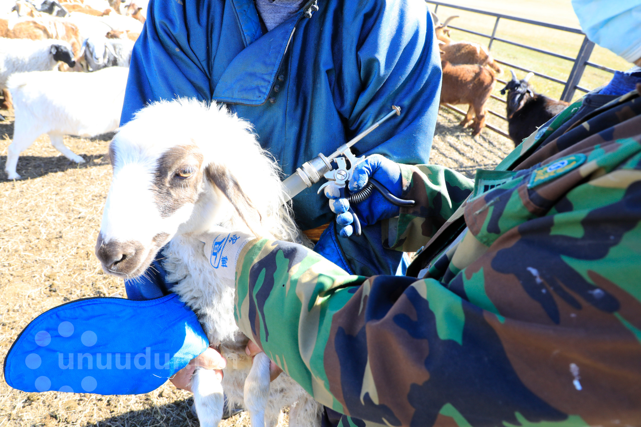 Малын эмчгүй мал аж ахуйн орон